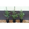 Jedle korejská (Abies koreana) - 40 - 60 cm