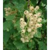Ribes rubrum var. alba Fruits