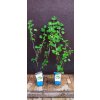 Rybíz Werdavia (Ribes rubrum Werdavia) - 30 - 50 cm