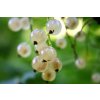 White currant (Ribes sativum)