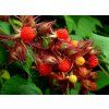Rubus phoenicolasius B