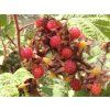 Rubus phoenicolasius R.H (28)