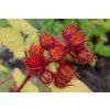 Botanischer Garten Uni Bonn Rubus phoenicolasius