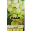 Vinná réva Luna -bezsemenná (Vitis vinifera Luna) - 60 cm