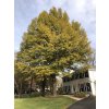 2019 11 21 14 52 14 A Willow Oak in late autumn along Hidden Meadow Court in the Franklin Farm section of Oak Hill, Fairfax County, Virginia