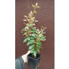 Hlošina ebbingeova Crispy (Elaeagnus x ebbingei Crispy) - 35 - 40 cm