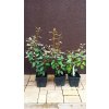 Hlošina ebbingeova Crispy (Elaeagnus x ebbingei Crispy) - 35 - 40 cm