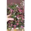 Balmín metlatý, manuka Red Damask (Leptospermum scoparium Red Damask) - 20 cm