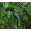 Lonicera kamtschatica berries