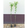 Mišpule roubovaná Nottingham (Mespilus germanica Nottingham) - 150 cm