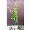 Mišpule roubovaná Nottingham (Mespilus germanica Nottingham) - 150 cm