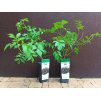 Bez černý velkoplodý Korsor (Sambucus nigra Korsor) - 50 - 60 cm