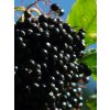 black elderberry 9915 960 720