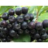 Aronia melanocarpa (Black Chokeberry) (35646568233)