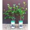 Černý jeřáb Nero, arónie (Aronia prunifolia Nero) - 100 - 110 cm