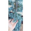 Cedr atlaský Glauca (Cedrus atlantica Glauca) - 220 cm - pouze osobní odběr