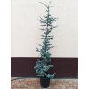 Cedr atlaský Glauca (Cedrus atlantica Glauca) - 220 cm - pouze osobní odběr