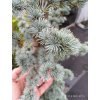 Cedr atlaský Glauca (Cedrus atlantica Glauca) - 220 cm - pouze osobní odběr