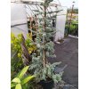 Cedr atlaský Glauca (Cedrus atlantica Glauca) - 220 cm - pouze osobní odběr