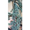 Cedr atlaský Glauca (Cedrus atlantica Glauca) - 220 cm - pouze osobní odběr