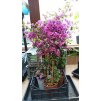 Bougainvillea oranžová, červená a fialová (Bougainvillea) - 70 - 80 cm