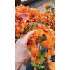 Bougainvillea oranžová, červená a fialová (Bougainvillea) - 70 - 80 cm