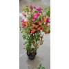 Bougainvillea oranžová, červená a fialová (Bougainvillea) - 70 - 80 cm