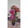 Bougainvillea oranžová, červená a fialová (Bougainvillea) - 70 - 80 cm