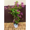 Bougainvillea oranžová, červená a fialová (Bougainvillea) - 70 - 80 cm
