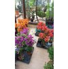 Bougainvillea oranžová, červená a fialová (Bougainvillea) - 70 - 80 cm