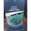 Cedr himálajský Feelin´ Blue - 30 cm