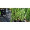Rozmarýn lékařský (Rosmarinus officinalis) - 40 - 50 cm