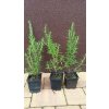 Rozmarýn lékařský (Rosmarinus officinalis) - 40 - 50 cm
