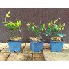 Jasmín Stephanův (Jasminum x stephanense) - 30 - 40 cm
