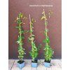 Jasmín Stephanův (Jasminum x stephanense) - 70 cm