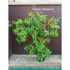 Jahodový stromek (Psidium cattleianum)