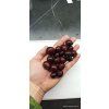Jahodový stromek (Psidium cattleianum)