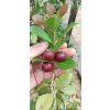 Jahodový stromek (Psidium cattleianum) - 70 - 80 cm