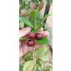 Jahodový stromek (Psidium cattleianum)