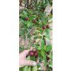Jahodový stromek (Psidium cattleianum)