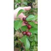 Jahodový stromek (Psidium cattleianum) - 70 - 80 cm