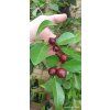 Jahodový stromek (Psidium cattleianum)