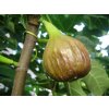 Ficus carica 1.3