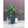 Fíkovník Brown Turkey (Ficus carica Brown Turkey) - 60 - 90 cm