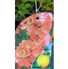 Kdoulovec nádherný Orange Trail (Chaenomeles x superba Orange Trail) - 60 - 70 cm