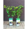 Morušovník černý zakrslý Gerardi Dwarf (Morus nigra Gerardi Dwarf)