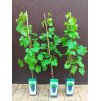Vinná réva Black Magic - modrá (Vitis vinifera Black Magic) - 90 - 110 cm