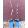 Vinná réva Black Magic - modrá (Vitis vinifera Black Magic) - 50 cm