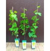 Vinná réva Carati - bílá (Vitis vinifera Carati) - 90 - 110 cm