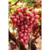 Crimson seedless grapes on the vine